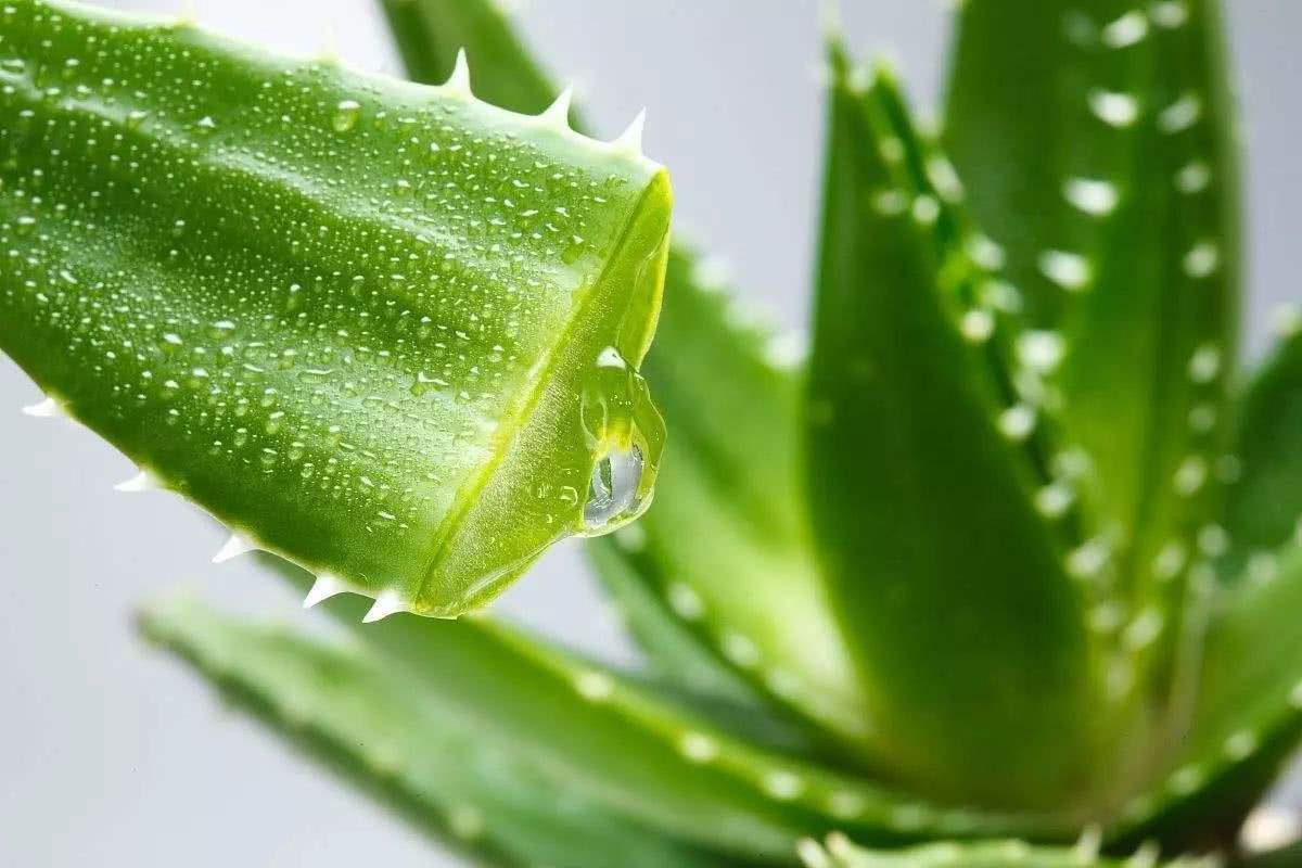 芦荟护肤功效