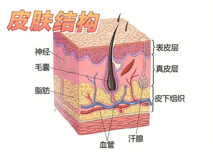 皮肤的结构与功能